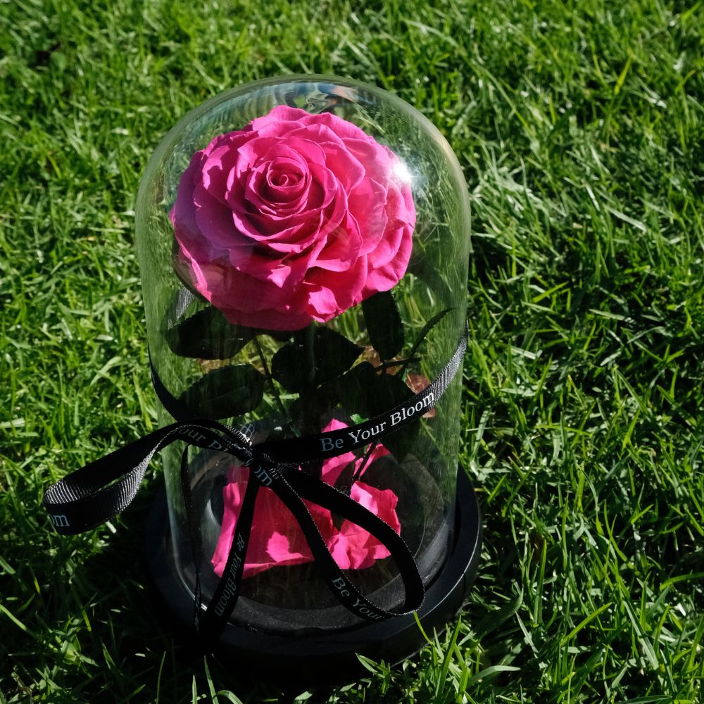 Everlasting Rose Glass Dome - Dark Pink