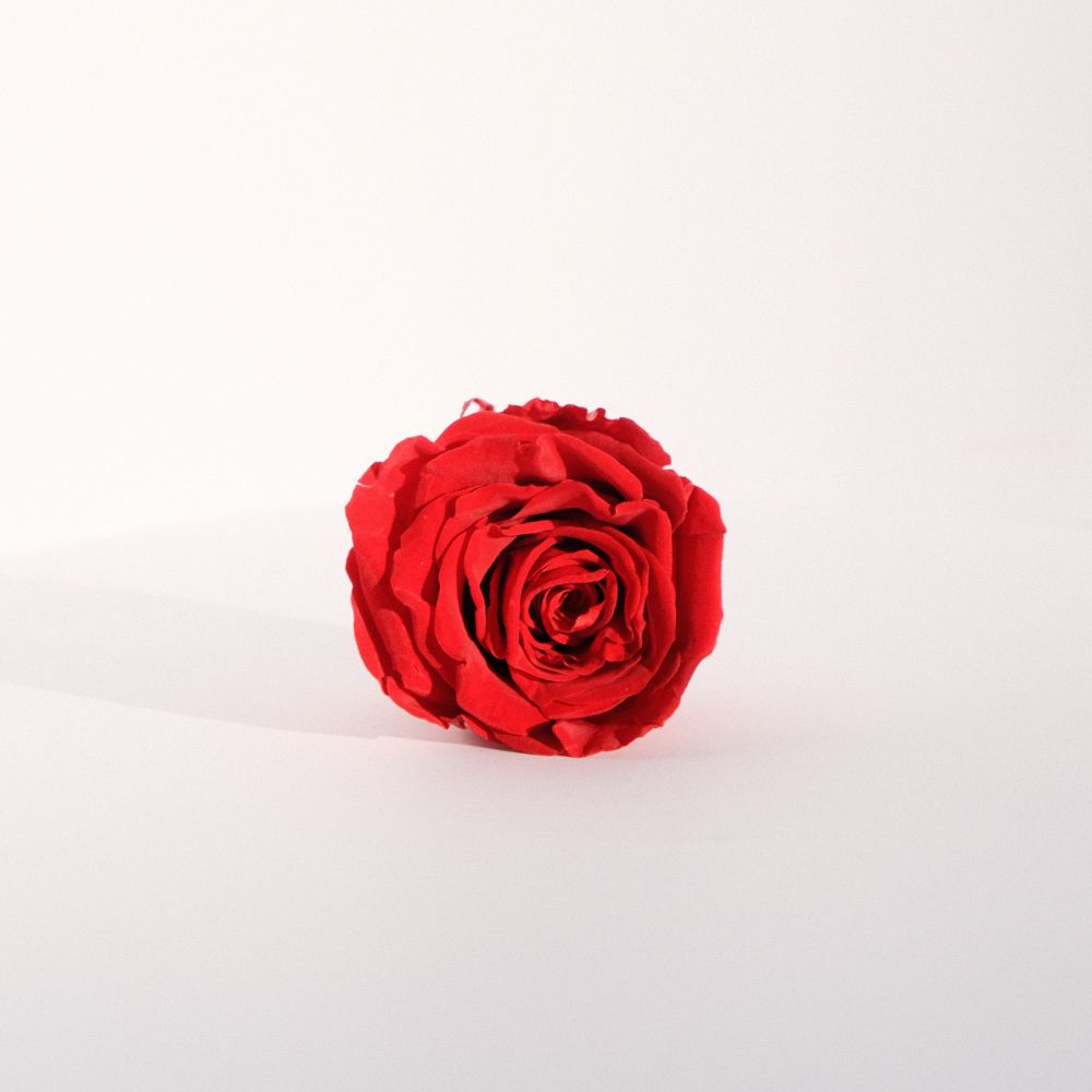 Everlasting Rose Head - Red