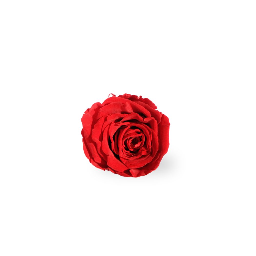 Everlasting Rose Head - Pink