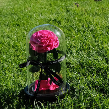 Everlasting Rose Glass Dome - Dark Pink