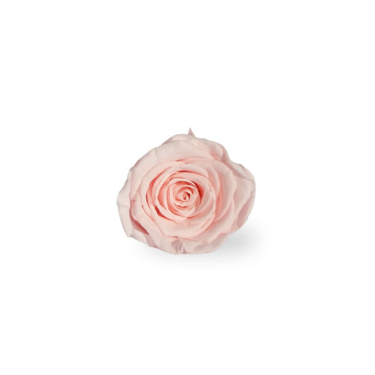 Everlasting Rose Head - Pink